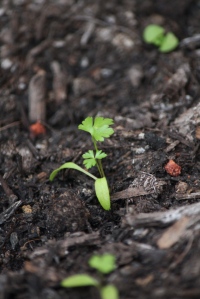 parsley seedling